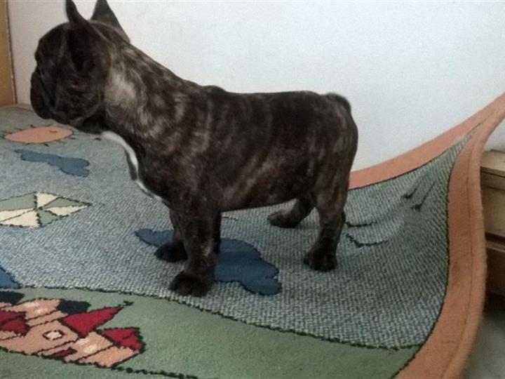 Francuski buldog štenad za prodaju
