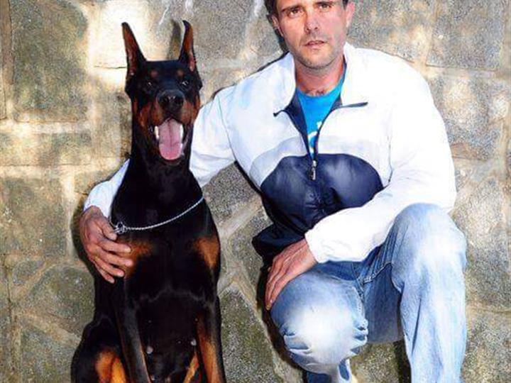 Doberman najava legla od kvalitetnih roditelja