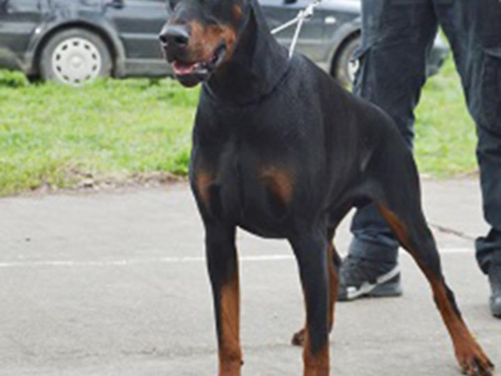 Doberman najava legla od kvalitetnih roditelja