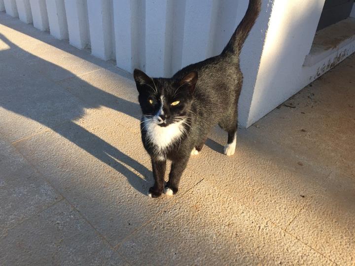  Prekrasna maca za udomiti Kućni ljubimci Burza Oglasi