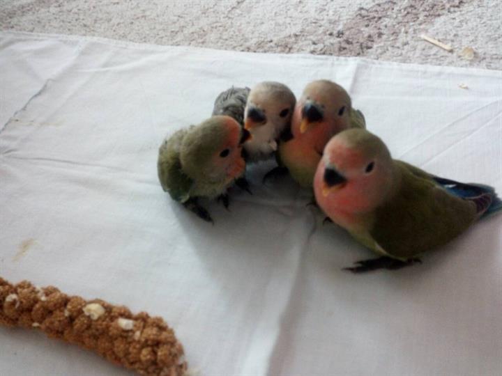 Papige Rozenkolis