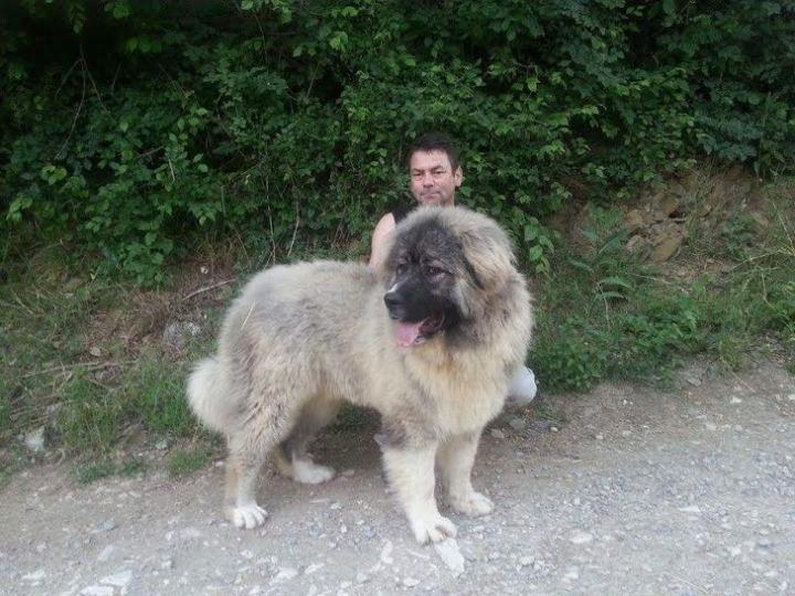 Kavkaski ovčar na prodaju
