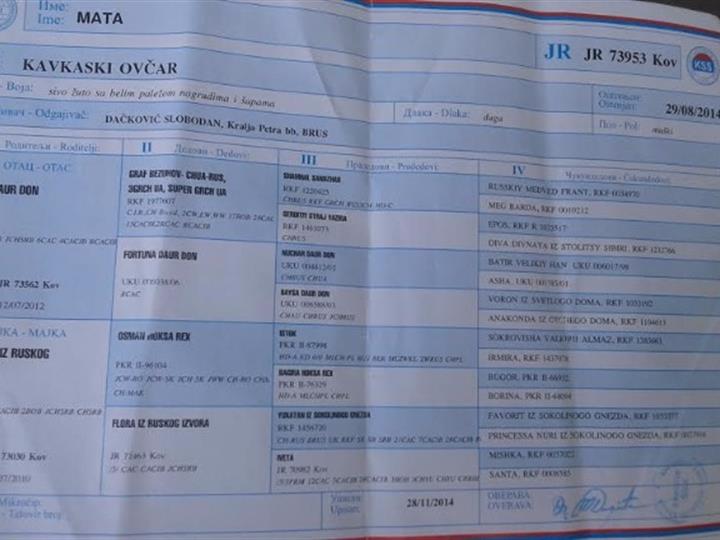 Kavkaski ovčar na prodaju