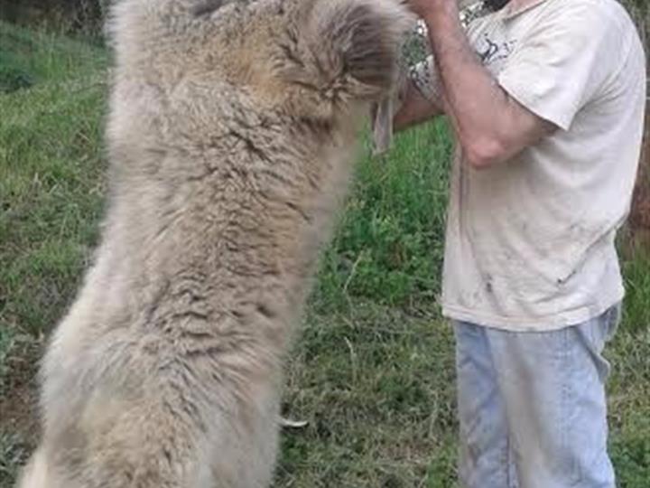 Kavkaski ovčar na prodaju