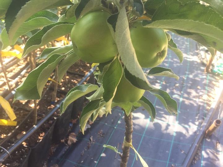 Sadnice Rasadnik Milić