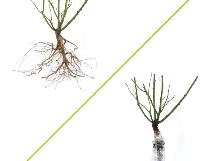 Sadnice Rasadnik Milić