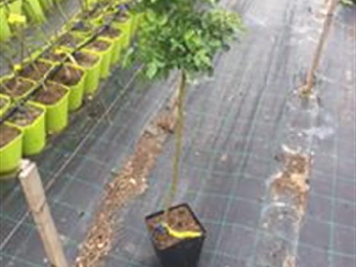 Sadnice Rasadnik Milić