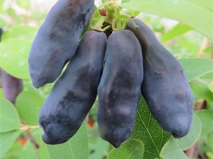 Sadnice Rasadnik Milić