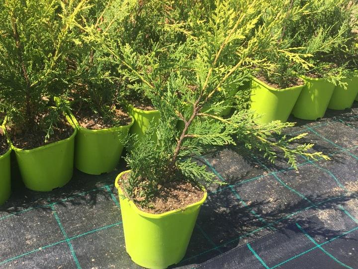 Sadnice Rasadnik Milić