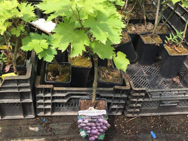 Sadnice Rasadnik Milić