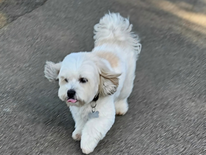 Shih Tzu - dečko za parenje