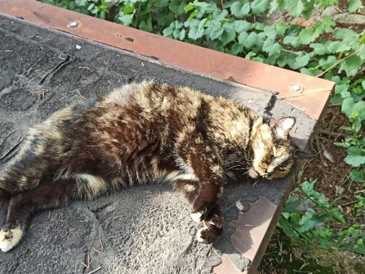 Udomljavam stariju macu