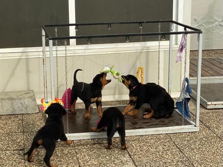 Rottweiler muški štenci