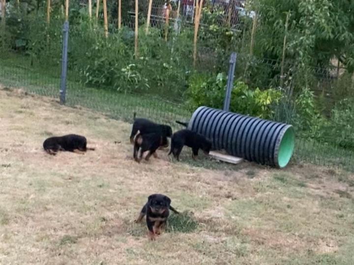 Rottweiler muški štenci