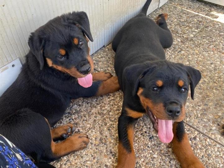 Rottweiler muški štenci
