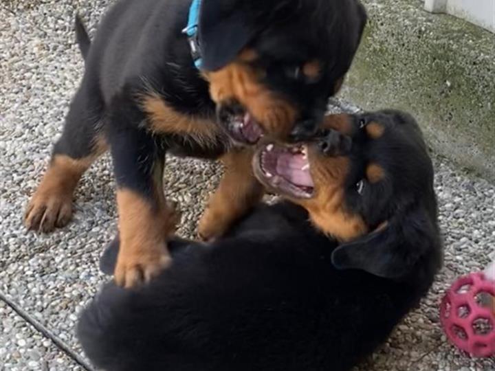 Rottweiler muški štenci