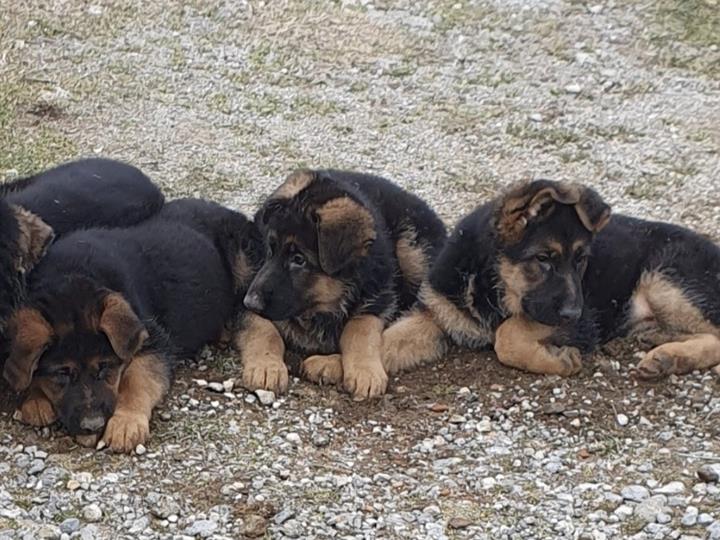 Njemački ovčar krupni štenci - ženke