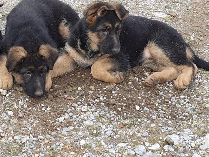 Njemački ovčar krupni štenci - ženke