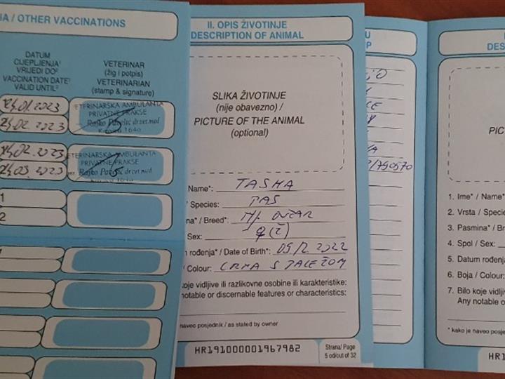 Njemački ovčar krupni štenci - ženke