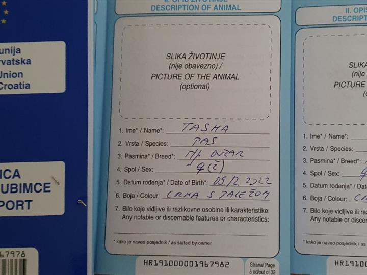 Njemački ovčar krupni štenci - ženke