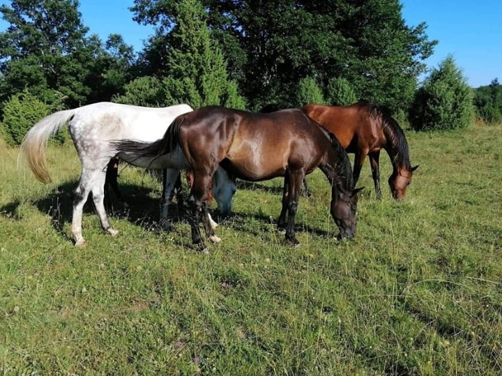 Zemljište 35.000 m2 (4 € m2)