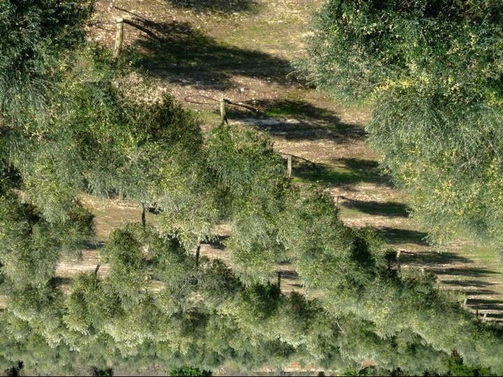Zemljište 35.000 m2 (4 € m2)