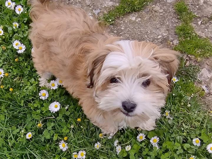 Bichon Havanese, havanski bišon