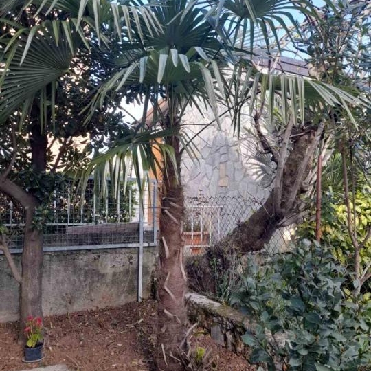 Kupujem stabla masline ili palme u posudama