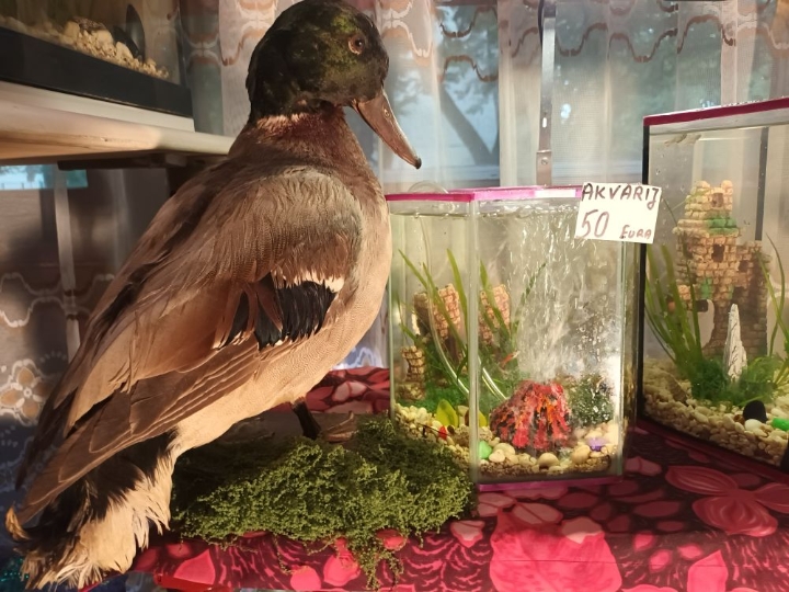 Akvarij ukrasni, šesterokutni