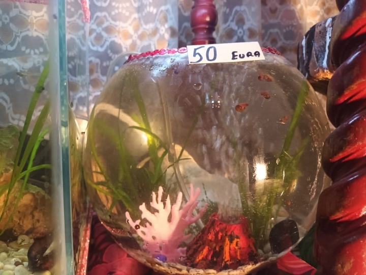 Akvarij ukrasni, šesterokutni