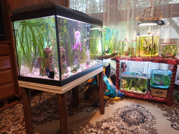 Akvarij ukrasni, šesterokutni