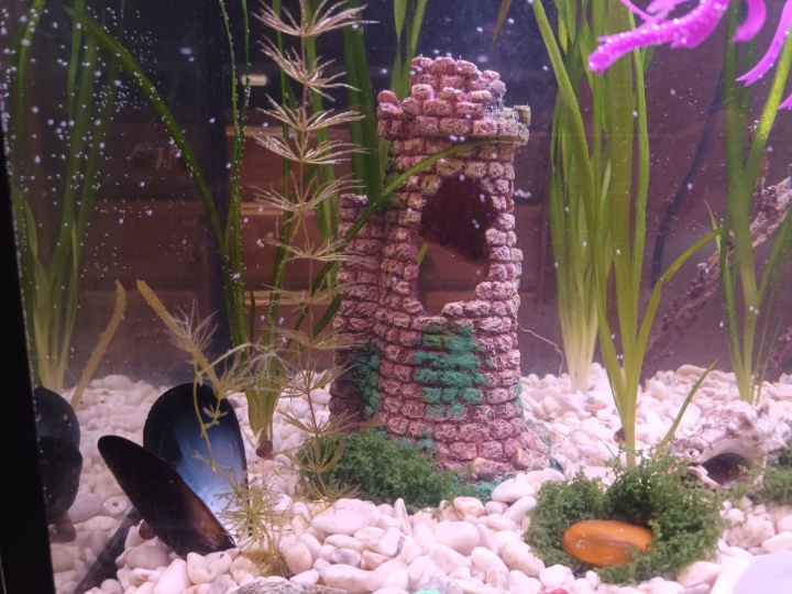 Akvarij ukrasni, šesterokutni