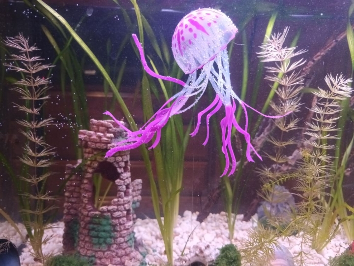 Akvarij ukrasni, šesterokutni