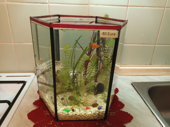 Akvarij 54 litre s poklopcem