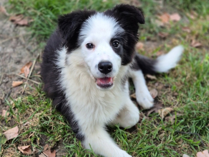 Štence Border Collia
