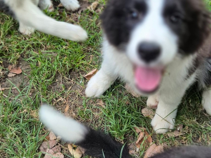 Štence Border Collia