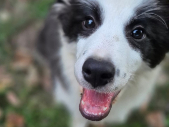 Štence Border Collia