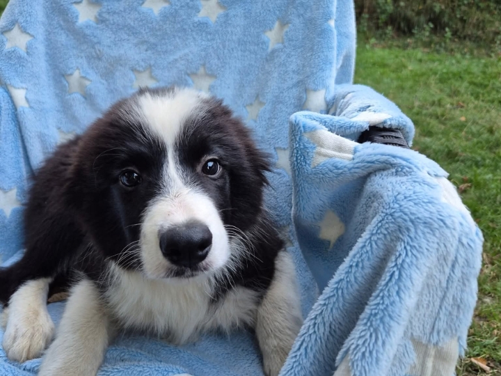 Štence Border Collia