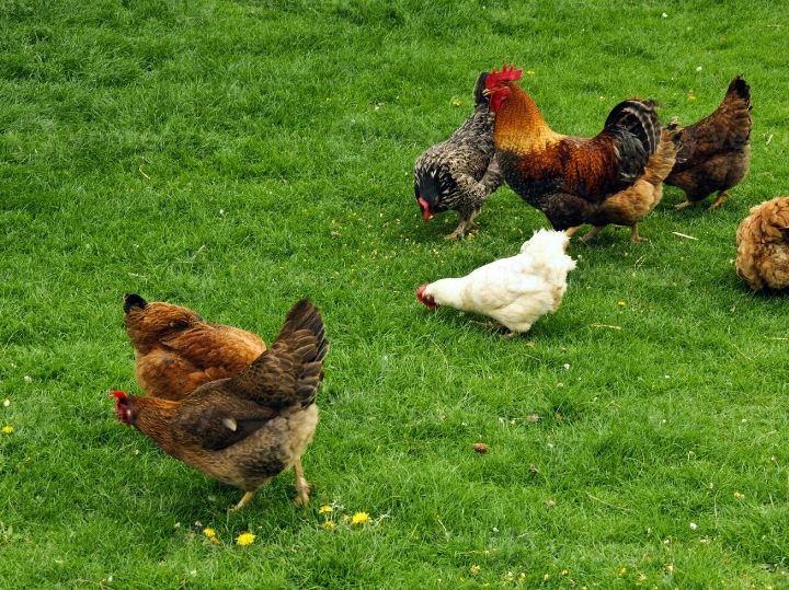 Tekuti/crvena grinja kokoši