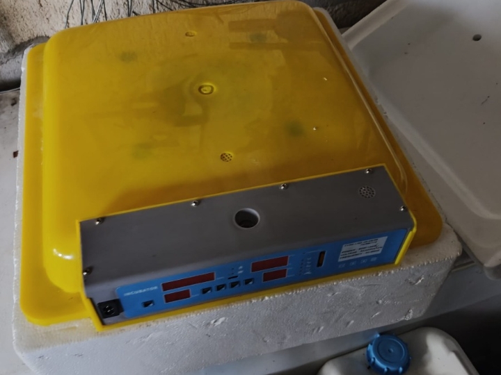 Inkubator