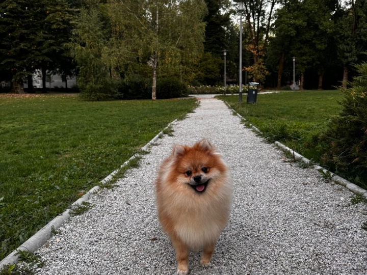Pomeranac