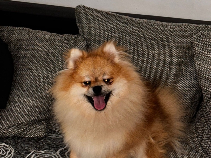 Pomeranac