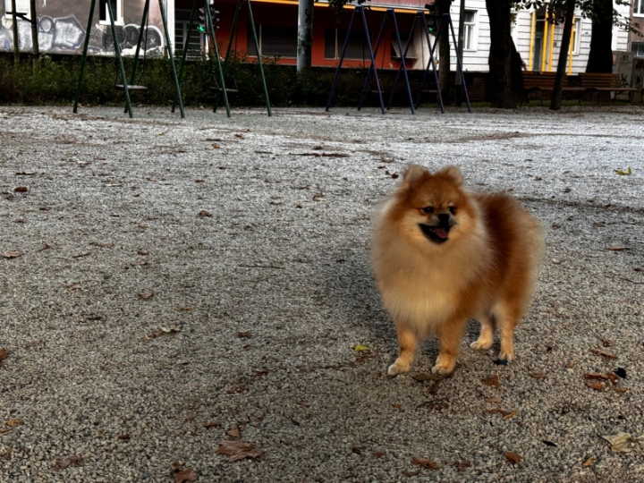 Pomeranac