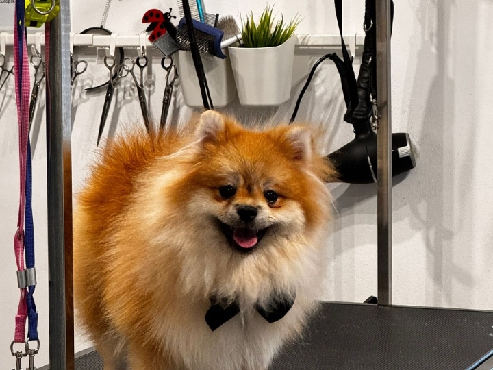 Pomeranac