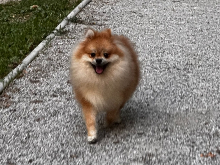 Pomeranac