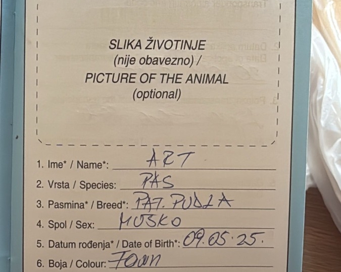 Beba smeđeg pudla