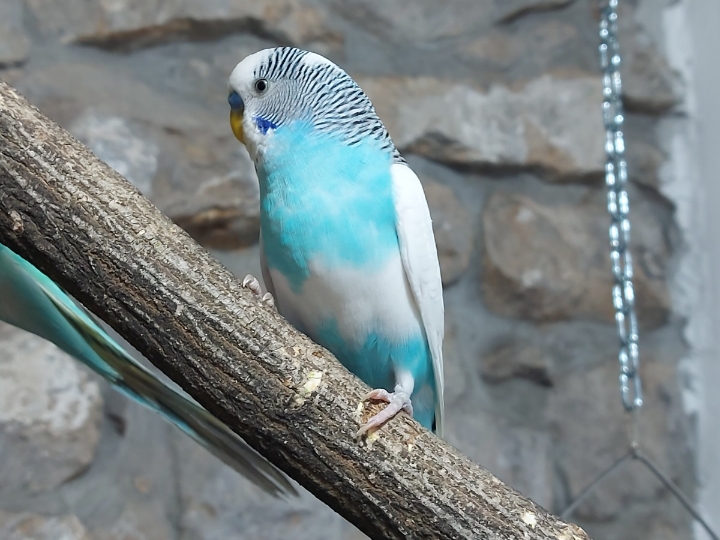 Tigrice