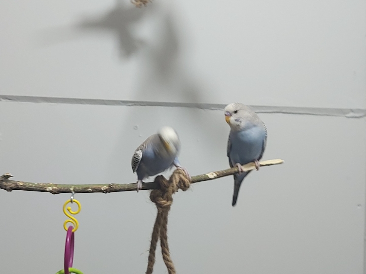 Tigrice