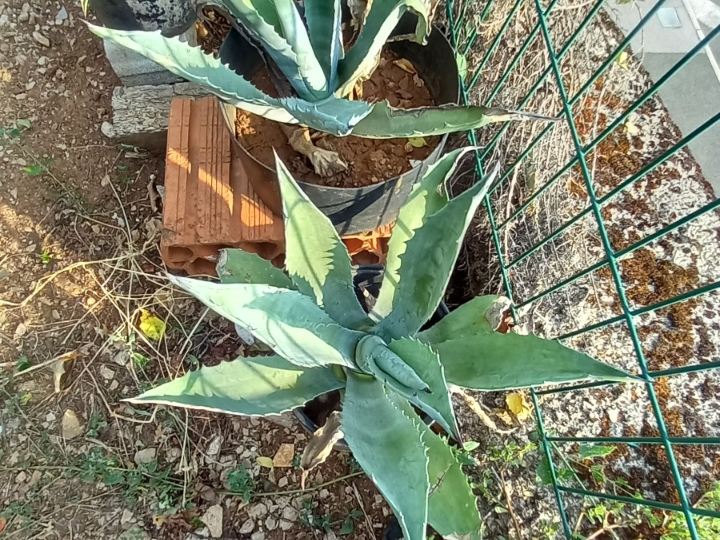 Agava