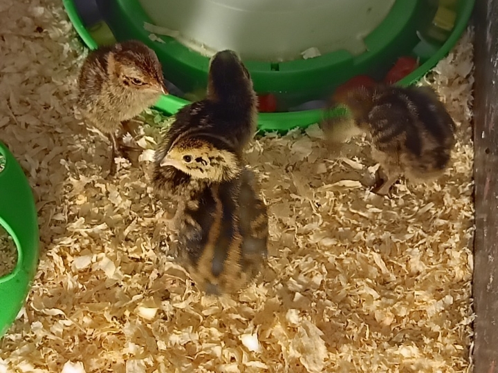Prodaja prepelica